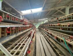 BUMDes Berkah Abadi Dorong Ketahanan Pangan Desa Ngrogung Lewat Peternakan Ayam Petelur