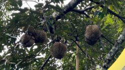 Desa Ngrogung Jadi Sentra Durian Montong, Petani Rasakan Peningkatan Ekonomi