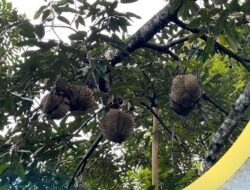 Desa Ngrogung Jadi Sentra Durian Montong, Petani Rasakan Peningkatan Ekonomi