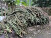 Petani Desa Grogung Olah Biji Buah Aren Menjadi Kolang-kaling