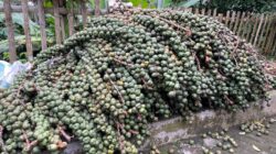 Petani Desa Grogung Olah Biji Buah Aren Menjadi Kolang-kaling