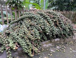 Petani Desa Grogung Olah Biji Buah Aren Menjadi Kolang-kaling
